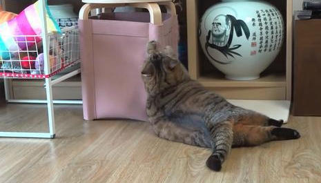 猫咪绝育后一年体重翻了一倍，只因为主人误信，绝育后要给猫加餐