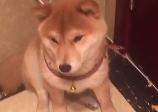 柴犬被地插电嘴，主人假装手也被电，狗子的举动暖心了…… 