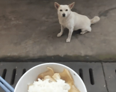 喂了几次流浪狗后，它竟带着朋友一起来讨食！狗：给我点面子哦！ 