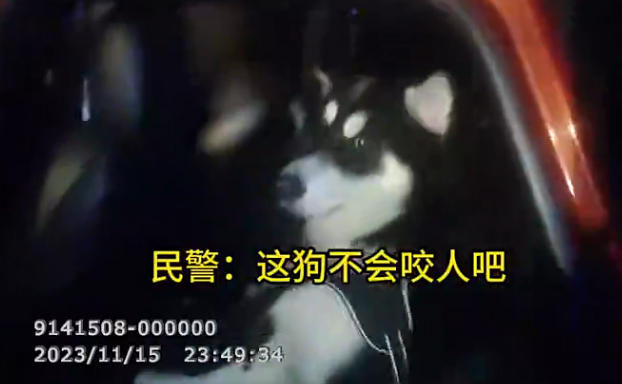 狗狗全责?车内2狗打闹男子劝架撞上高速护栏