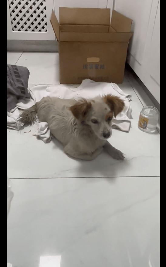 流浪狗出车祸后被扔路边，雪地里被冻得发抖，女生脱裤子给它保暖