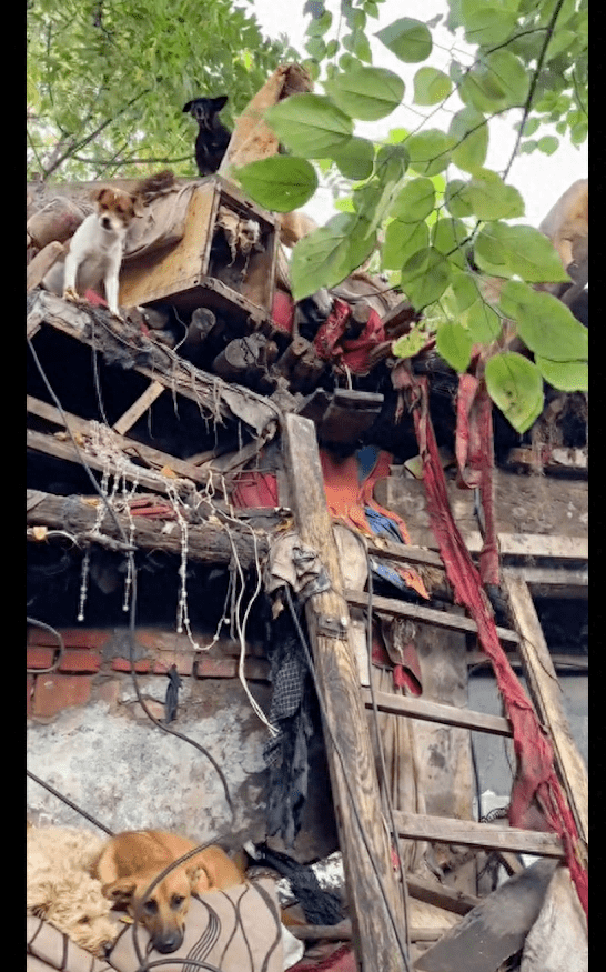 拾荒大爷养了50只流浪狗，每天想办法喂饱它们，自己却睡在房顶上 