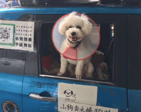 主人失业没工作还患病，狗狗便自己捡瓶子卖水赚狗粮，被感动到了 