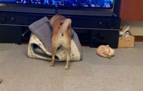 给柴犬买了一个狗窝，几分钟后…主人：不是这样用的啊！
