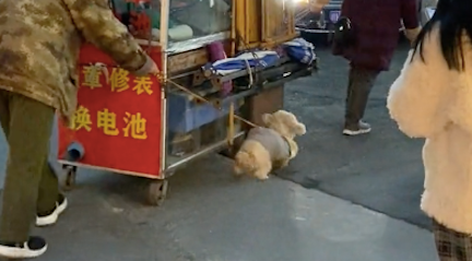 老人收摊要推小车准备回家了，狗狗在旁边使劲帮忙拉，真懂事啊！