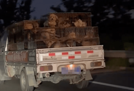 高速路上遇见运狗货车，它们被关在狭小的笼子里，不知去往何处！