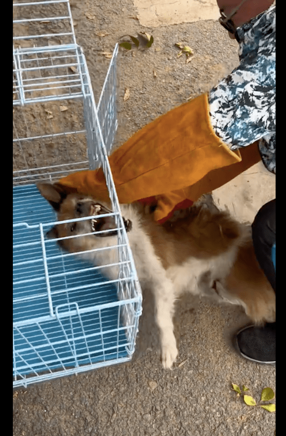 老狗离开家准备自行了断，途中遭遇车祸，被送去医院却拒绝治疗！