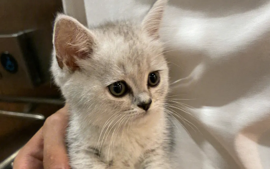 男子非法持枪还袭击他人，却因养猫轻判？