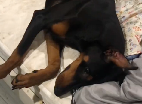杜宾犬将床垫咬了个洞，看主人回来后就趴在上面挡住，大聪明啊！