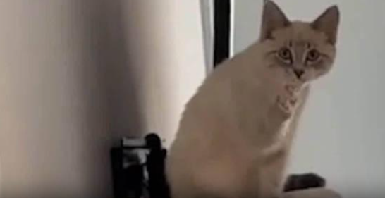 铲屎官出门上班，猫咪这一举动让网友们羡慕哭了