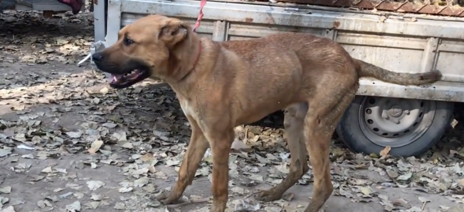 拴在狗肉车旁的看家犬，却被原主要求一定要宰了它，大哥于心不忍800将它救下