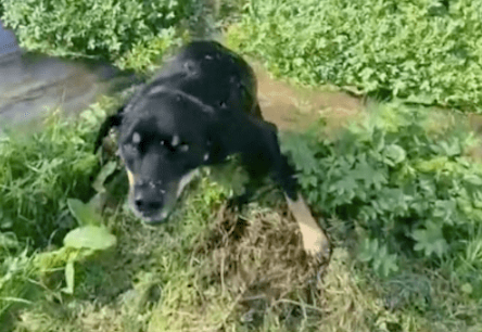 狗狗误把湖面绿植当草地，直接往里面跳，落水后的样子太好笑了！ 