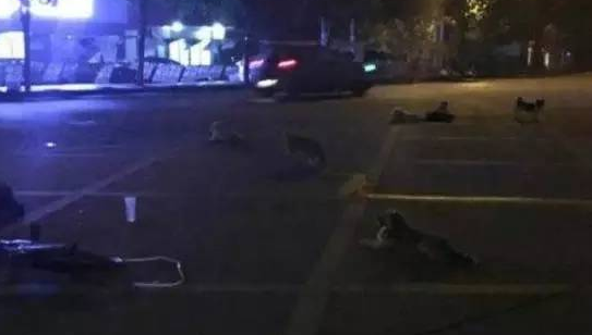当恩人离世，这些流浪狗们选择这样的方式跟他们告别
