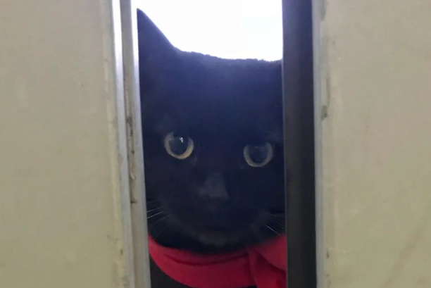硬闯4年美术馆的日本小猫咪终于进去了！？门卫大叔不屑一笑：就这？