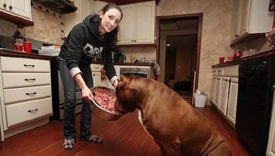 世界上最大的斗牛犬，一顿能吃4斤牛肉，却能温顺的照看小宝宝