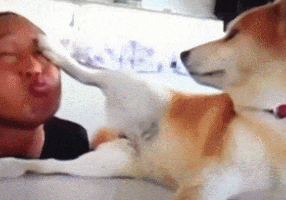 柴犬：想亲我，这辈子你都别想了，网友：这狗子内心住着一只喵
