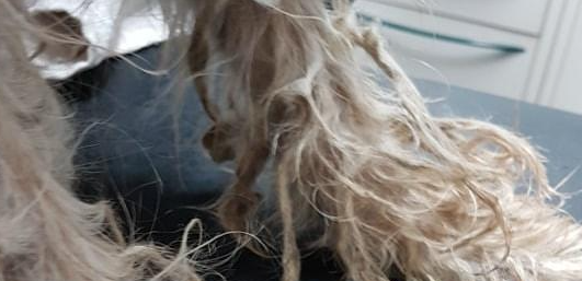 狗狗离世前几小时遭主人抛弃，义工泪崩：临终前它仍不忘寻找主人