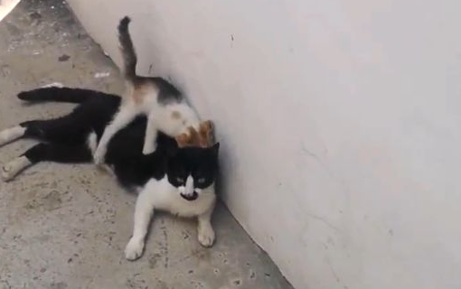 小猫逃窜被卡墙缝，猫妈妈舍身相救，过程看得人手心冒汗