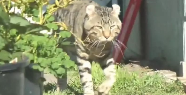 猫咪从小被老虎收养，长大后被老虎“同化”，一出场老虎都傻眼了