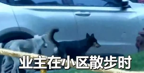 泰迪为护主，被三只流浪狗围攻咬死，而业主被咬事件却频频发生