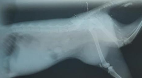 邂逅一只乖巧的流浪猫，花光了一个月生活费，该救治还是安乐死