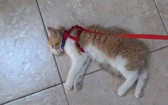 ”猫咪”应激反应，有多严重？我家猫吓死了！