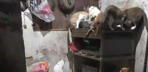  “啊？你这种条件还养什么猫？” 
