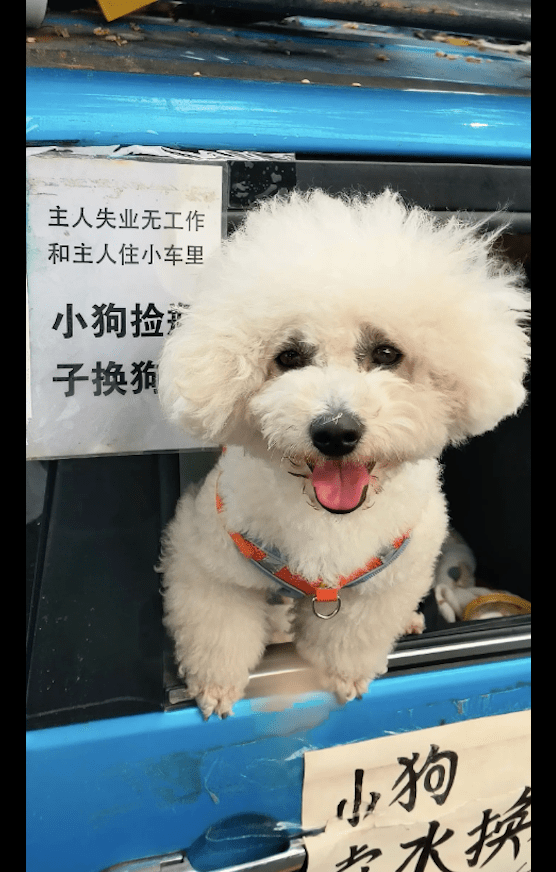 主人失业没工作还患病，狗狗便自己捡瓶子卖水赚狗粮，被感动到了 
