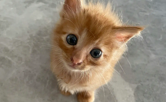 首只全流程国产化培育的克隆猫诞生