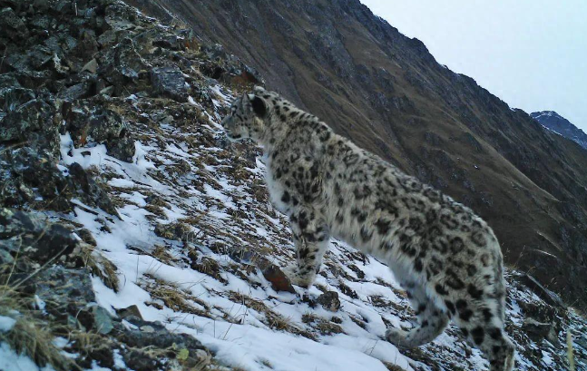 四川稻城发现雪豹和金钱豹，两大猛兽同时出现