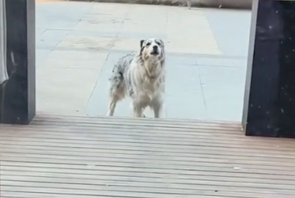 边牧在医院做了绝育手术后，每次来门口都吼叫撒尿报复，真记仇啊