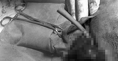 萨摩耶病重被救康复后，抛弃它的前任主人想讨回狗，威胁称要报警