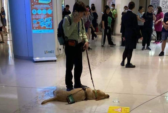 导盲犬Funny，兽医曾预告情况很坏，视障爸落泪，出事后一直守护