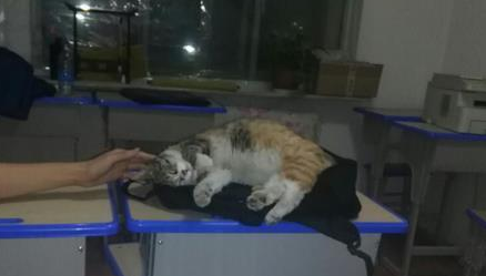 流浪猫妈妈向我求救，刚开始很嫌弃它，后来一幕让我后悔不已