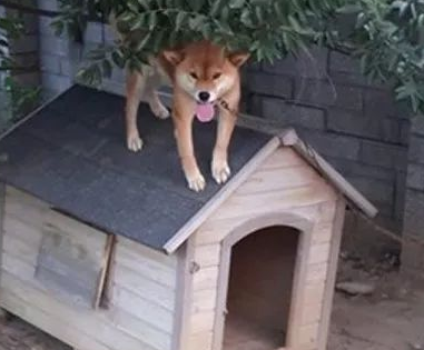 重伤幼犬突然闯入家中，柴犬不仅把窝让给它，还站在门外守护！