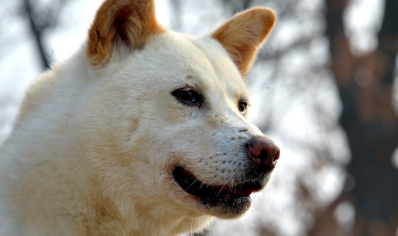 朝鲜将丰山犬文化列入国家非物质文化遗产目录