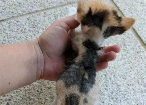 险些饿死街头的小奶猫，被好心人救助后变化巨大，超暖心！