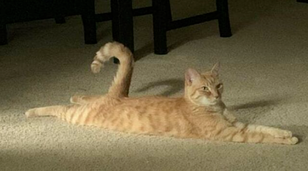 担心猫咪冷，主人就用毯子把猫包起来，网友惊：这就是新品种的鲨鱼猫吗？