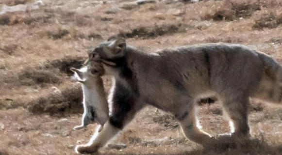 这野兽真可怜！常被豹子咬断脖子喂孩子，猞猁靠它过日子