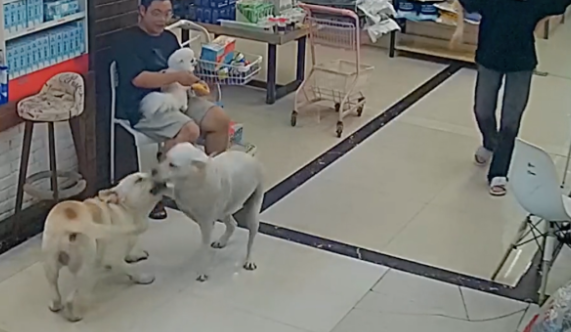 两只狗狗很久没见了，一见面就高兴的互相扑上去