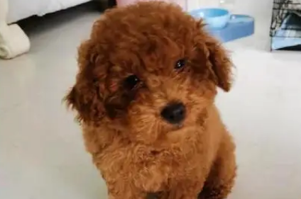 小区理发，偶遇宠物狗，百姓生活平凡温馨