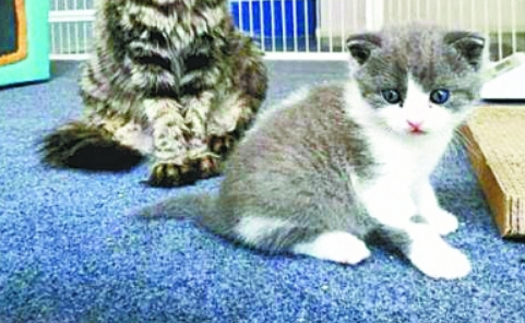 国内首只自主培育的克隆猫满月，饲主与
