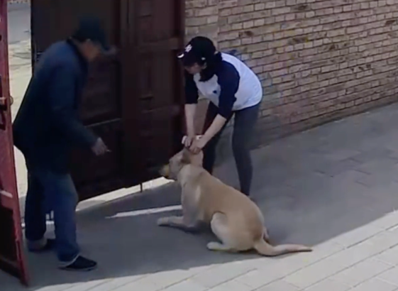 狗狗摇尾巴欢迎来客，没想到还没反应过来呢，就被对方打了疫苗！