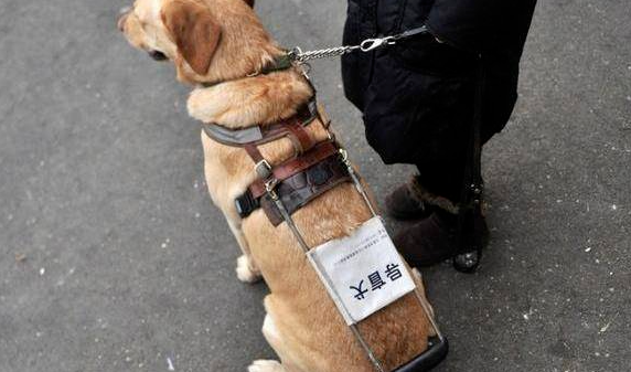 “导盲犬助力视障人士出行，传递关爱与希望”