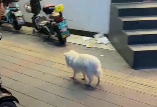 流浪狗低着头往前走，路人怎么叫它都没反应