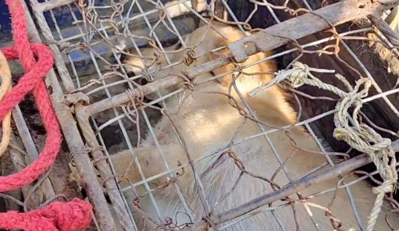 280块！凶猛看家犬被夹上狗肉车，发现狗狗一动不动，狗主笑道：夹毁了