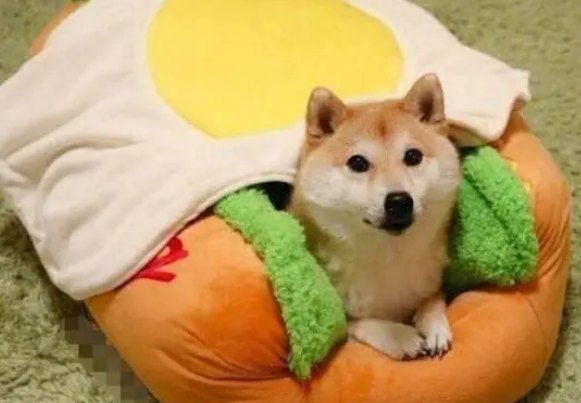 给家里柴犬买了个狗窝，狗狗钻进去的那刻，铲屎官笑喷了