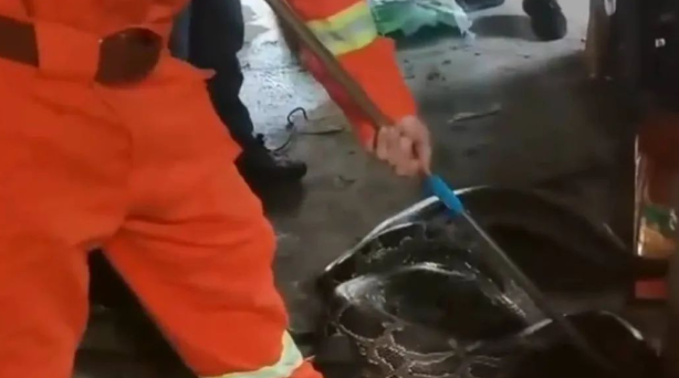 河源一条30斤重的看家狗被蟒蛇吞食！