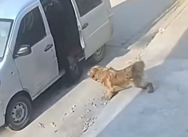 黑狗被狗贩子抓进车，黄狗想要解救同伴也差点被抓