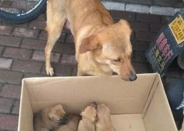 土狗在狗贩子那里，认出自己孩子，含泪哀求，最后结局让人意外！